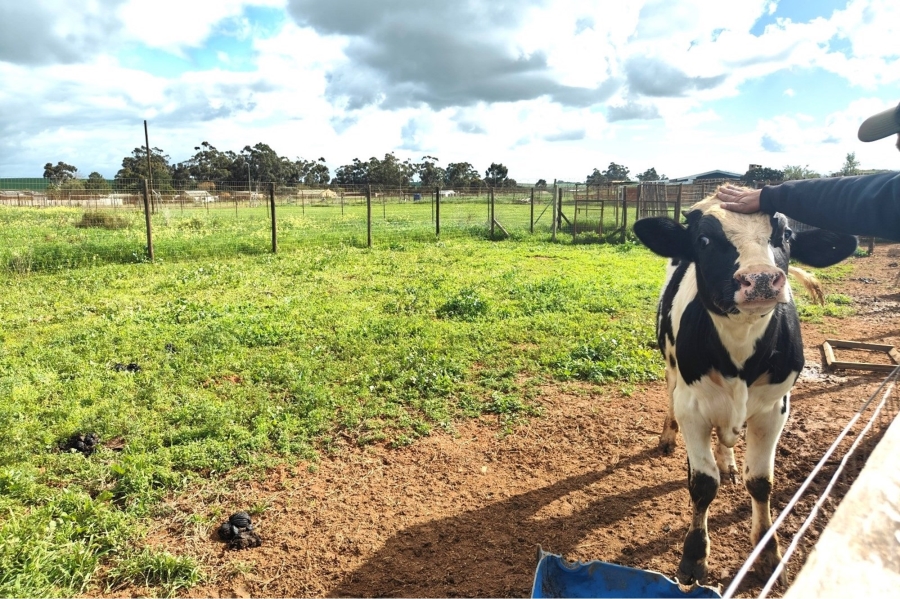 0 Bedroom Property for Sale in Moorreesburg Rural Western Cape